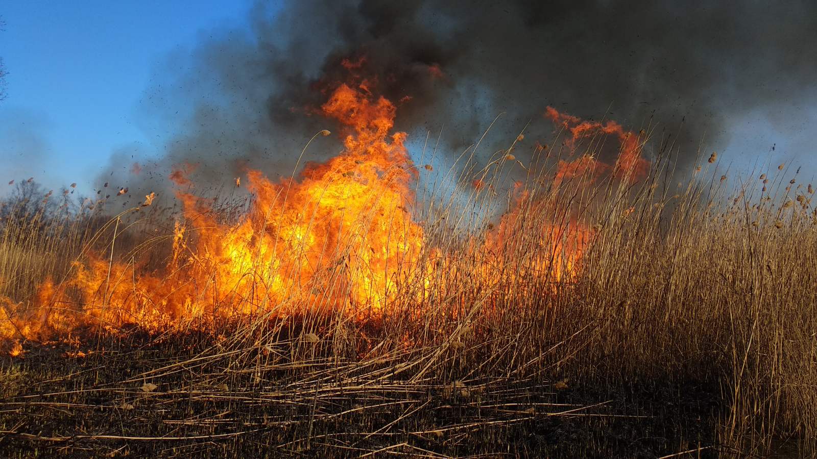 За самовільне спалювання рослинних решток на громадян накладається штраф у сумі від 3060 до 6120 гривень
