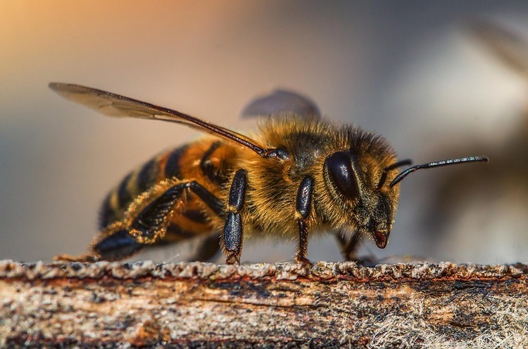 Фізичні особи та суб’єкти господарювання, які застосовують засоби захисту рослин, повинні вживати всіх заходів із метою попередження отруєння бджіл