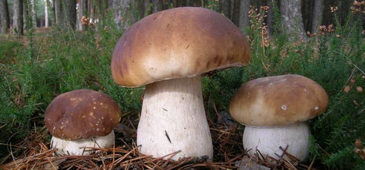 Як не отруїтися дикорослими грибами