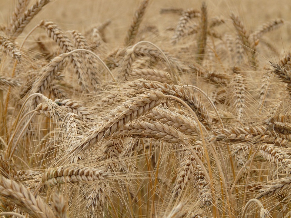 Аграрії Полтавщини намолотили перші 1,5 мільйона тонн ранніх зернових