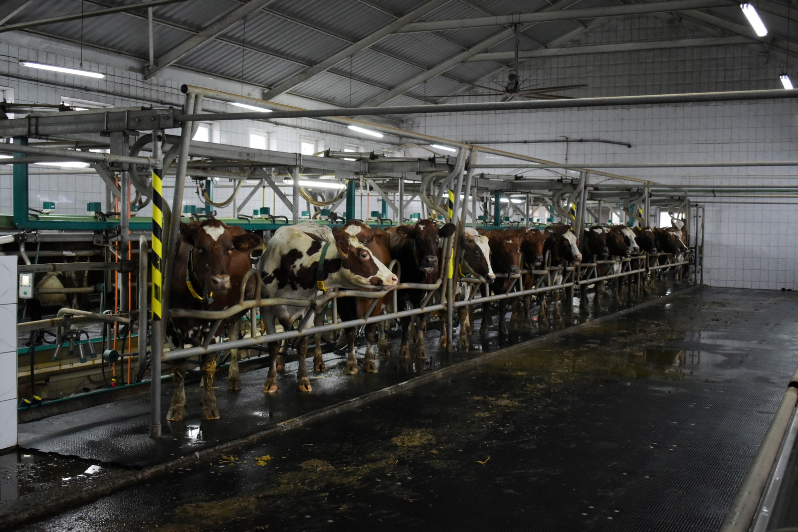 Найбільше молока усіх видів було вироблено на Полтавщині, – Мінагрополітики
