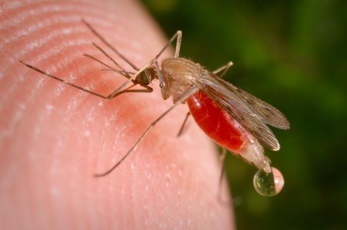 25 квітня – Всесвітній день боротьби проти малярії