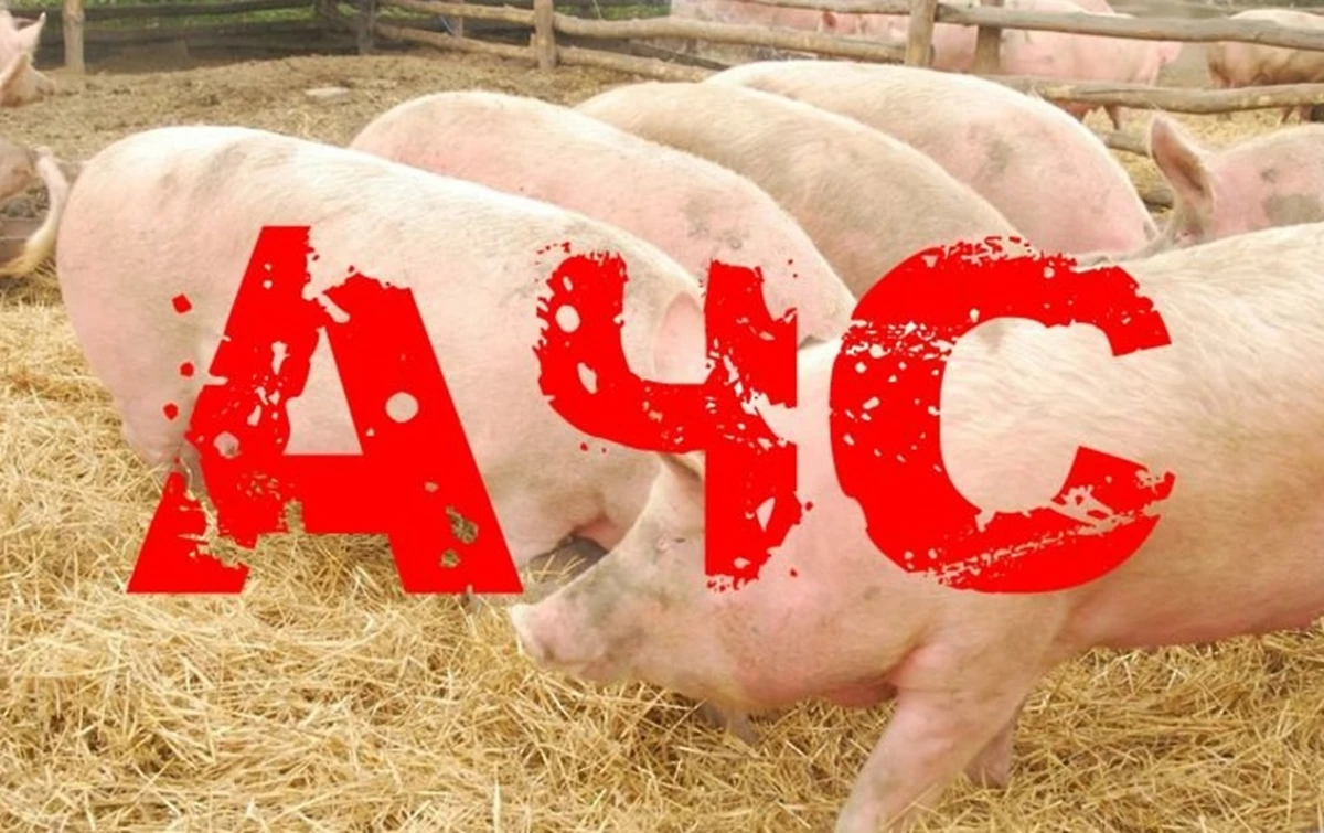 У Лубенському районі виявили африканську чуму свиней