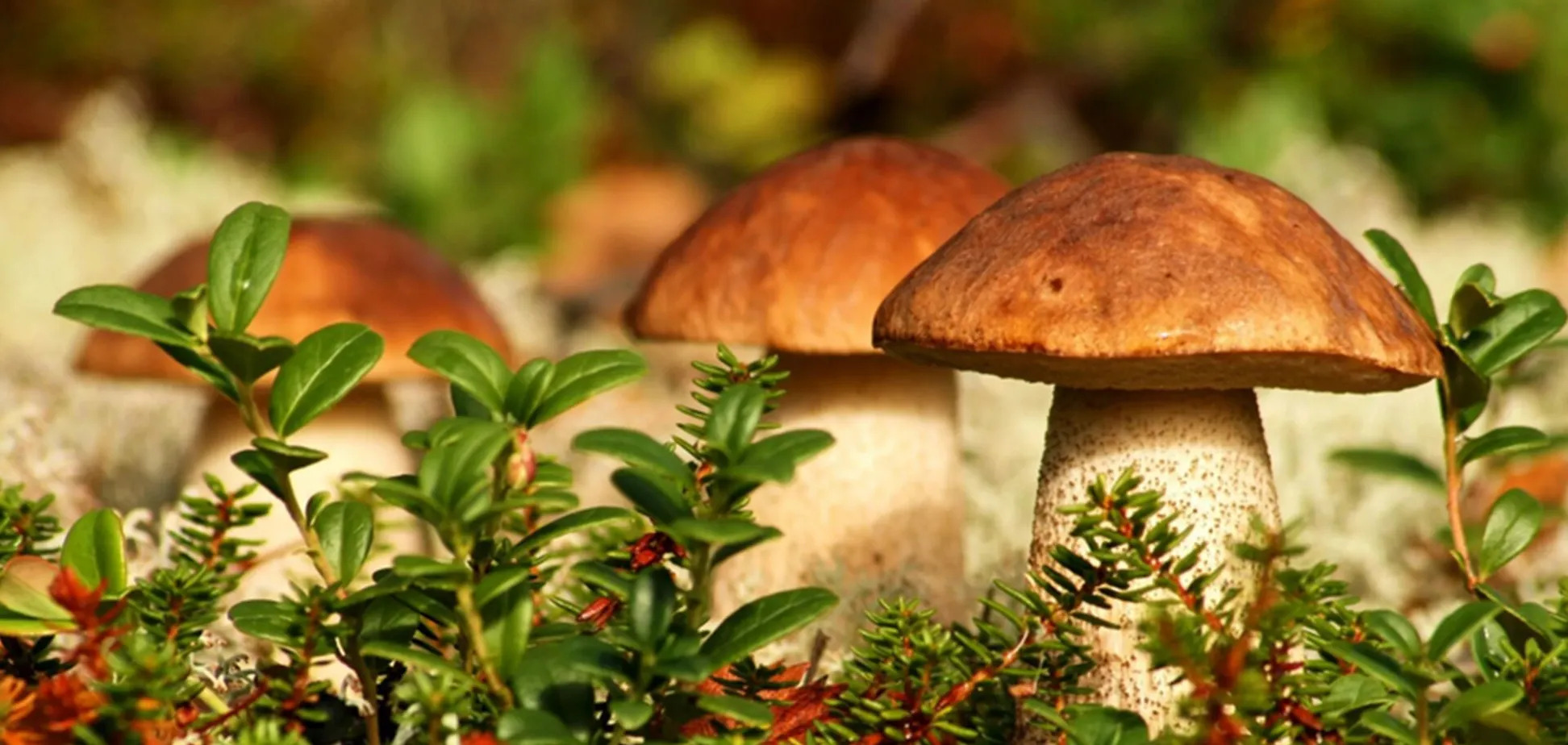 Як запобігти отруєнню грибами