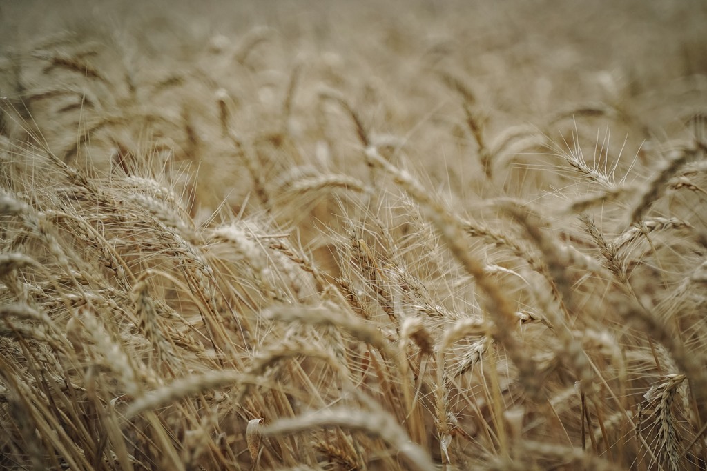 Аграрії Полтавщини завершили збір ранніх зернових і зернобобових культур